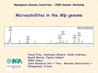 Microsatellites in the Mlp genome