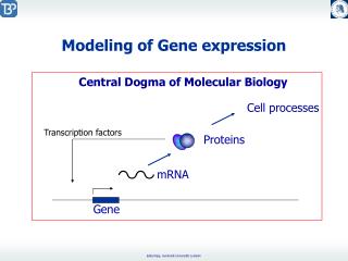 Modeling of Gene expression