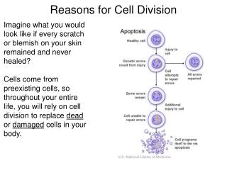 Reasons for Cell Division