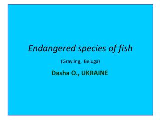 Endangered species of fish (Grayling ; Beluga )