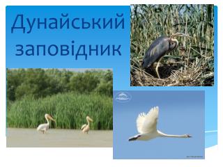 Дунайськ ий заповідник
