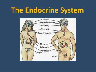 The Endocrine System