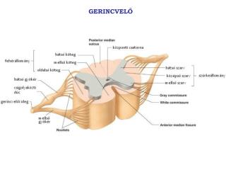 GERINCVELŐ