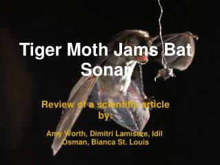 Tiger Moth Jams Bat Sonar