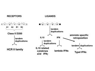 IL10 related cytokines and IFN 
