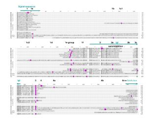 Signal sequence