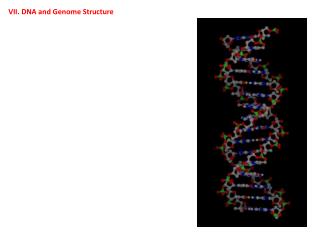 VII. DNA and Genome Structure