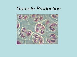 Gamete Production