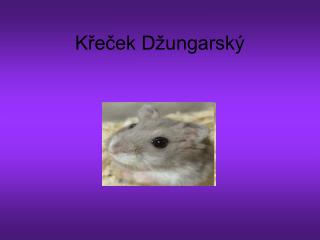 Křeček Džungarský