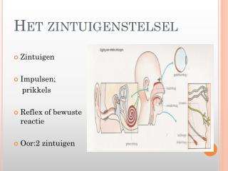 Het zintuigenstelsel