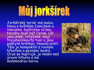 Můj jorkšírek