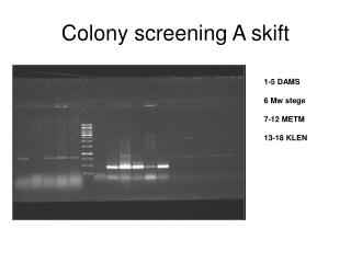 Colony screening A skift