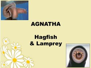 AGNATHA Hagfish &amp; Lamprey