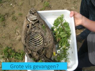 Grote vis gevangen?