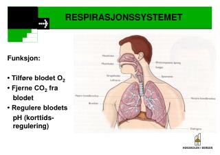 RESPIRASJONSSYSTEMET