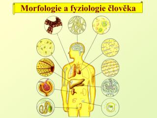 Morfologie a fyziologie člověka