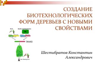 СОЗДАНИЕ БИОТЕХНОЛОГИЧЕСКИХ ФОРМ ДЕРЕВЬЕВ С НОВЫМИ СВОЙСТВАМИ