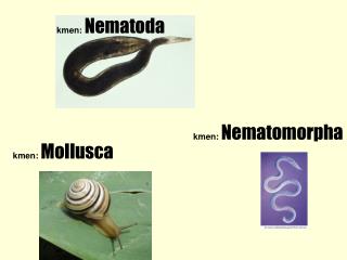 kmen: Nematoda