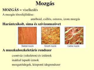 Mozgás