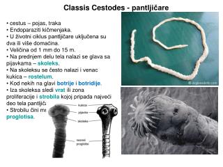 Classis Cestodes - pantljičare