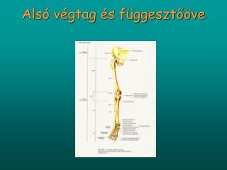 Alsó végtag és függesztőöve