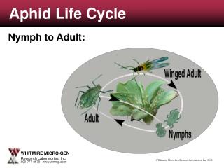 Aphid Life Cycle