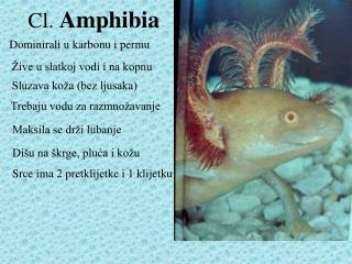 Cl. Amphibia