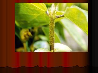FUNGUS GNAT