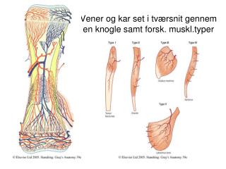 Vener og kar set i tværsnit gennem en knogle samt forsk. muskl.typer