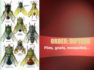 ORDER: DIPTERA