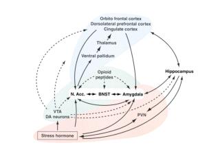 Human dopaminergic system