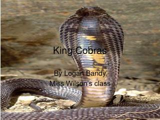 King Cobras