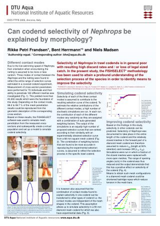 Can codend selectivity of Nephrops be explained by morphology?