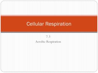 Cellular Respiration