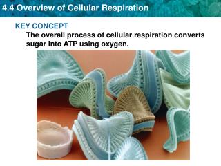 KEY CONCEPT The overall process of cellular respiration converts sugar into ATP using oxygen.