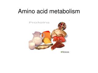 Amino acid metabolism