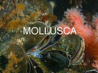 MOLLUSCA