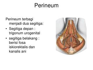 Perineum