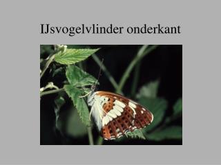 IJsvogelvlinder onderkant