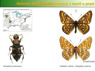 Ochrana biodiversity (hmyzu) v teorii a praxi
