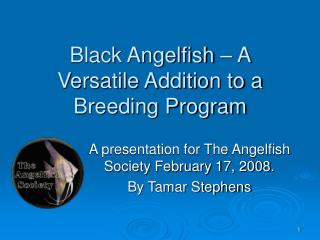 Black Angelfish – A Versatile Addition to a Breeding Program