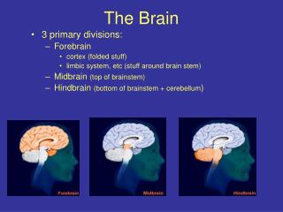 The Brain