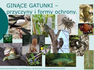 GINĄCE GATUNKI – przyczyny i formy ochrony.