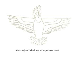 Kerecsensólyom (Falco cherrug) – A magyarság turulmadara