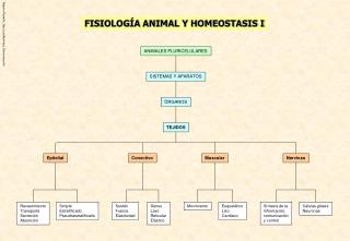 FISIOLOGÍA ANIMAL Y HOMEOSTASIS I