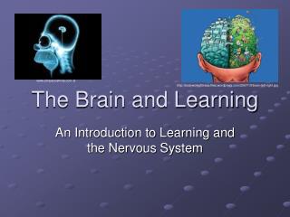 The Brain and Learning