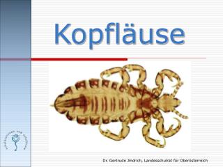 Kopfläuse