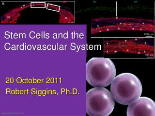 Stem Cells and the Cardiovascular System