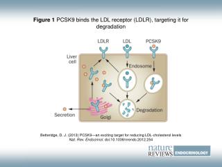 Figure 1 PCSK9 binds the LDL receptor (LDLR), targeting it for degradation
