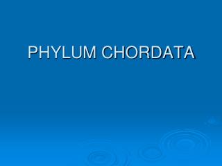 PHYLUM CHORDATA